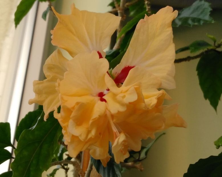  - Hibiscusi 2017 - 2018