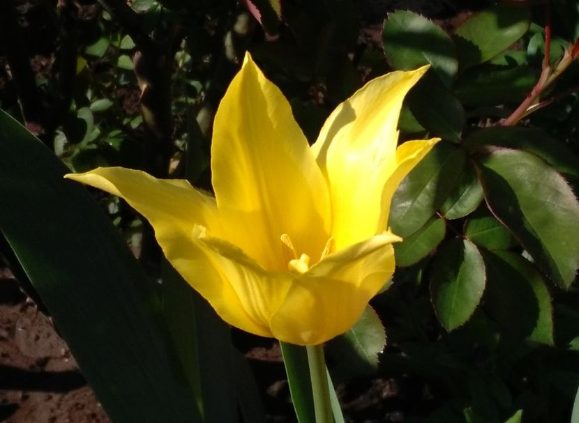 lalea lily flowered Bayside - 2017 plantele mele