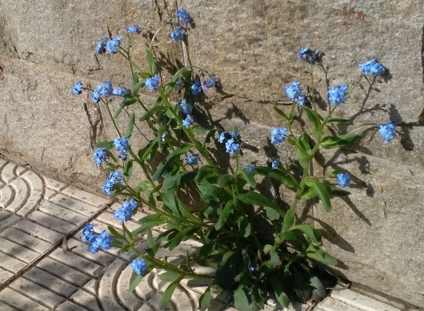 myosotis - 2017 plantele mele