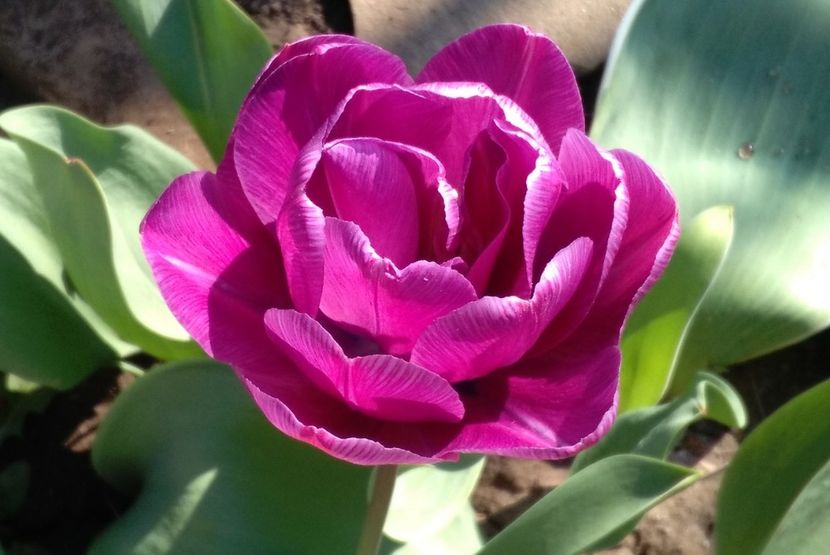 lalea Blue Diamont - 2017 plantele mele