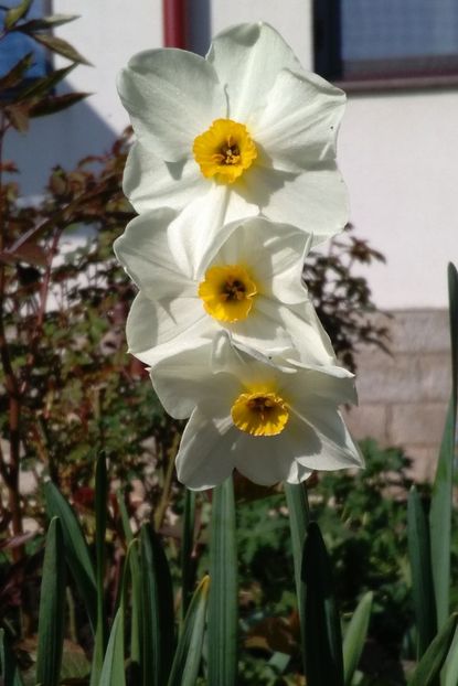  - 2017 plantele mele
