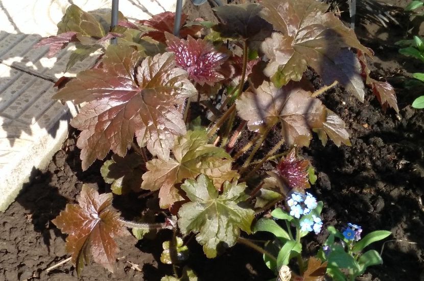  - 2017 heuchera heucherella brunnera