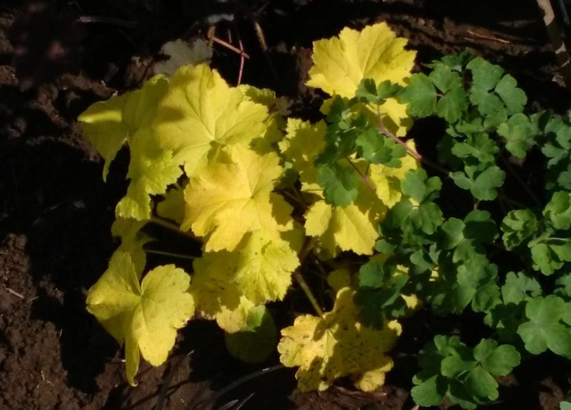 Heuchera_Citronelle - 2017 heuchera heucherella brunnera