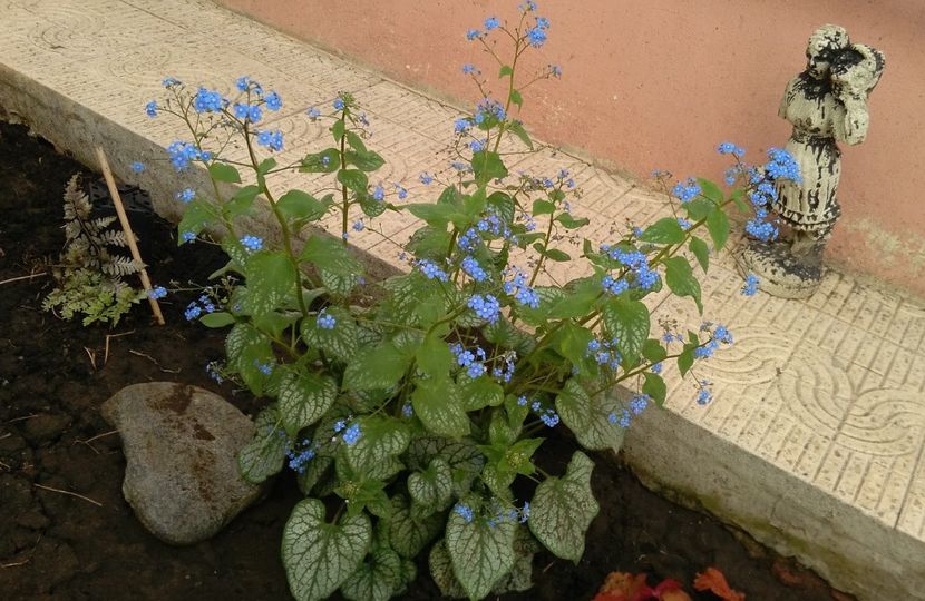 brunnera jack frost - 2017 heuchera heucherella brunnera
