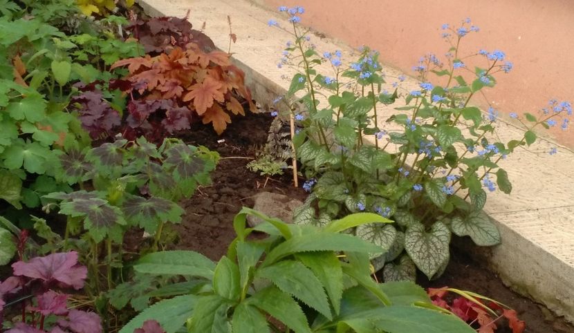 Geranium phaeum Samobor, heuchera, Brunnera macrophylla 'Jack Frost' - 2017 plantele mele