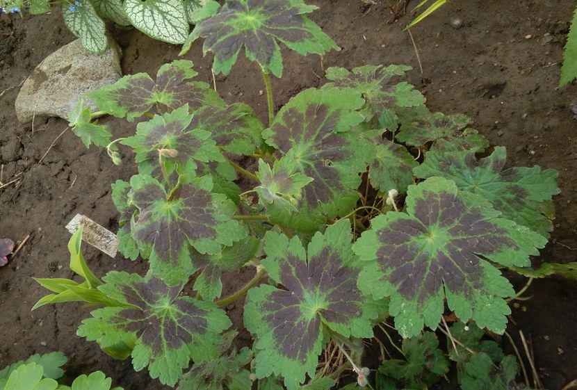Geranium phaeum Samobor - 2017 plantele mele