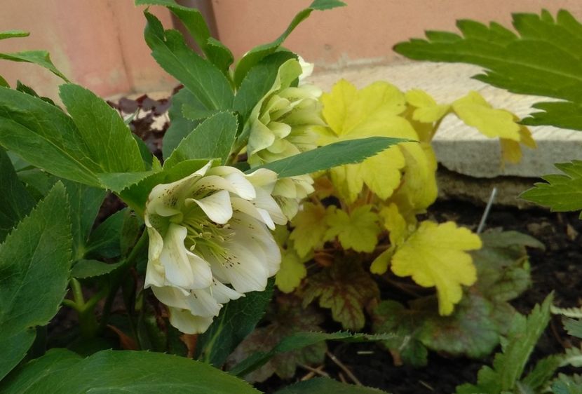 Helleborus Double Ellen White Spotted - 2017 plantele mele