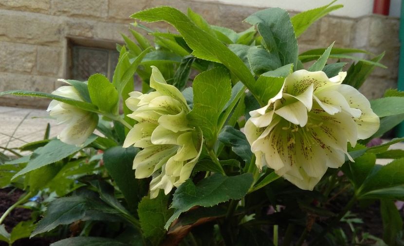 Helleborus Double Ellen White Spotted - 2017 plantele mele