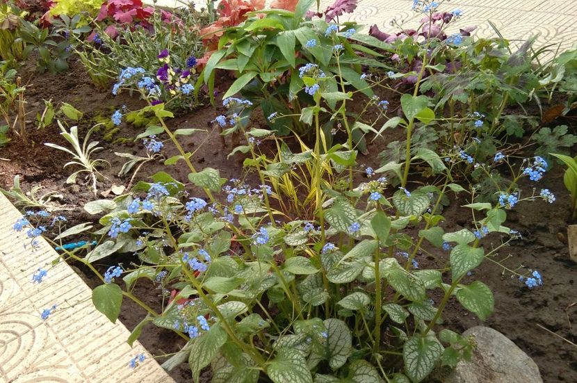 Brunnera macrophylla 'Jack Frost' - 2017 plantele mele