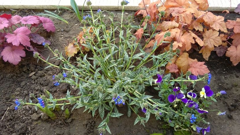 Pulmonaria longifolia EB Anderson - 2017 plantele mele