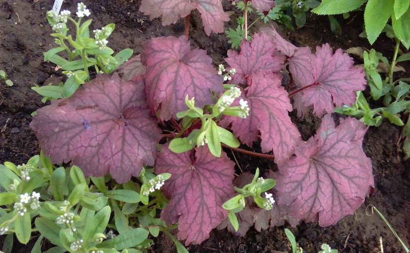  - 2017 heuchera heucherella brunnera