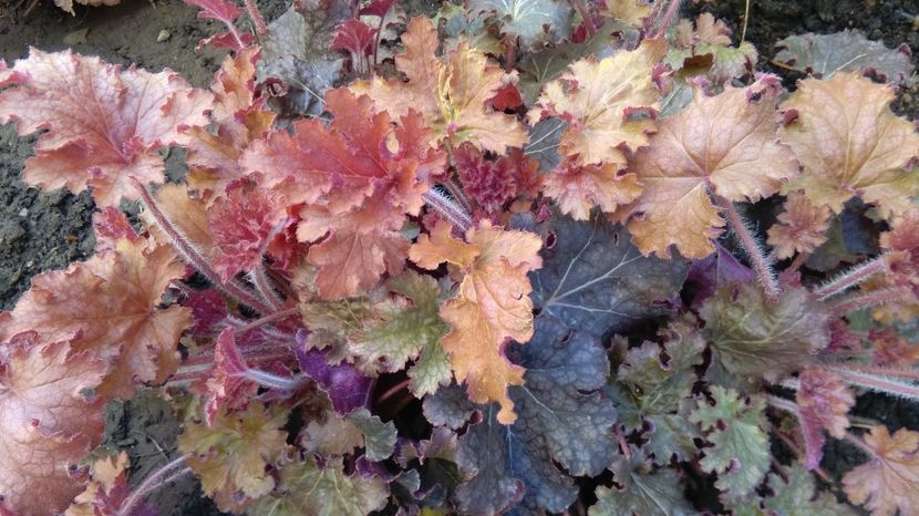  - 2017 heuchera heucherella brunnera