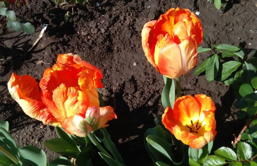 lalele Parrot Super sau King - 2017 plantele mele