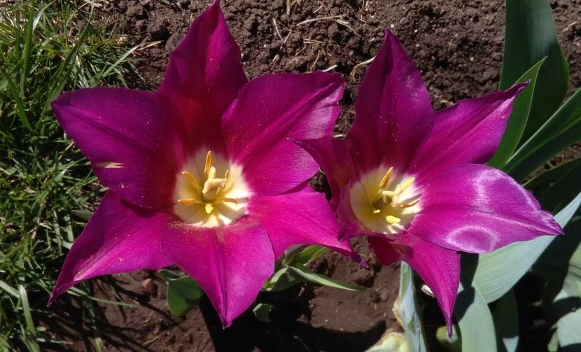 lalele lily flowered purple-dream - 2017 plantele mele