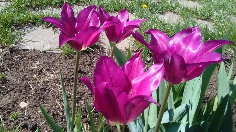 lalele lily flowered purple-dream - 2017 plantele mele