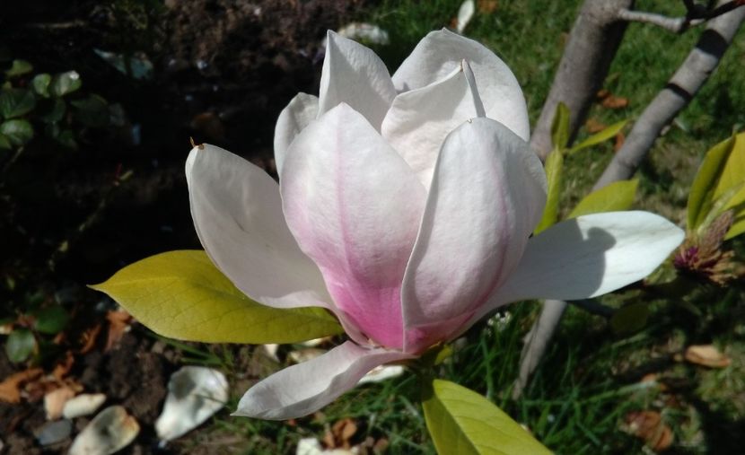 Magnolia soulangeana - 2017 plantele mele
