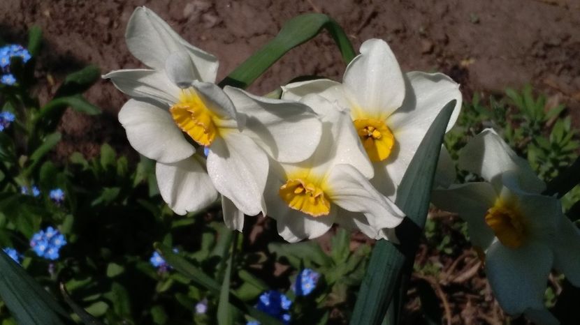  - 2017 plantele mele