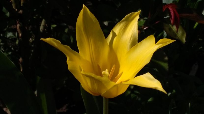 lalea lily flowered Bayside - 2017 plantele mele