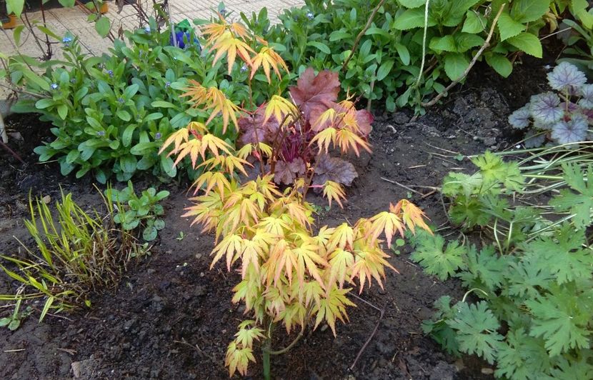 Acer palmatum 'Orange Dream' - 2017 plantele mele