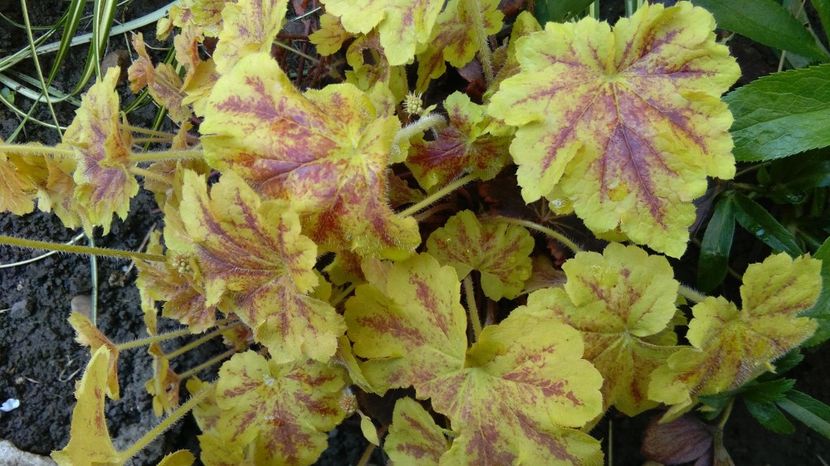  - 2017 heuchera heucherella brunnera
