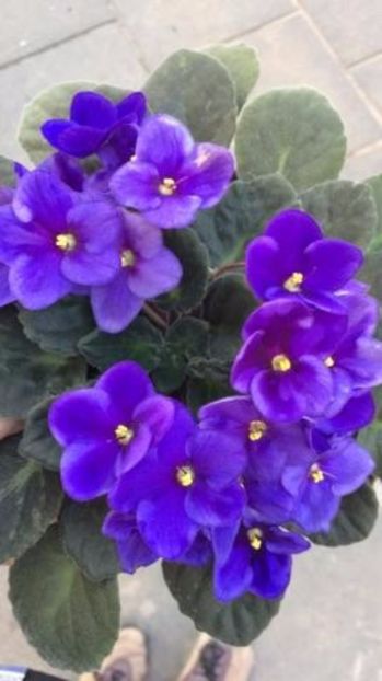 Violete africane - Saintpaulia