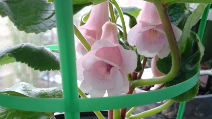 04.04 - Sinningia 2016 - 2017 - 2018