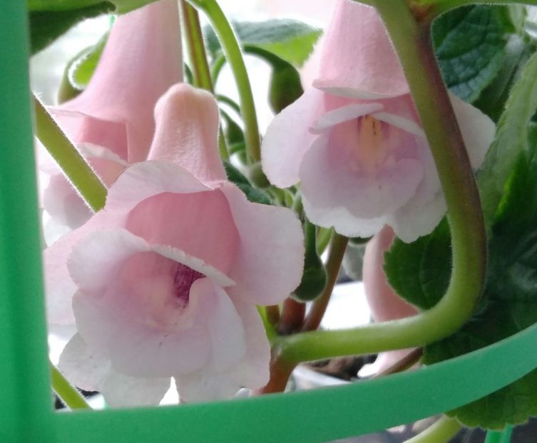  - Sinningia 2016 - 2017 - 2018