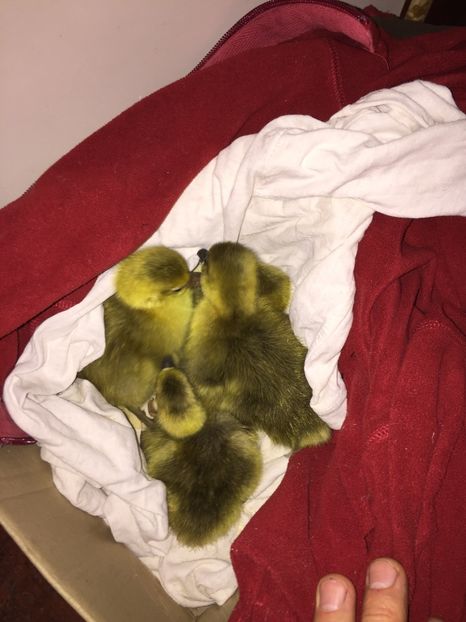 Primii boboci - gaste 2017