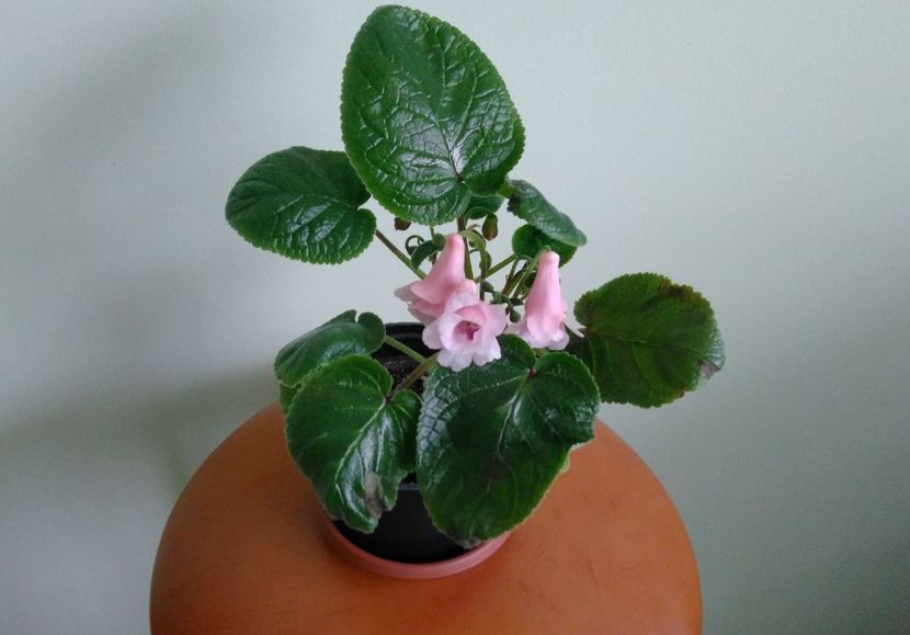 06.04 - Sinningia 2016 - 2017 - 2018