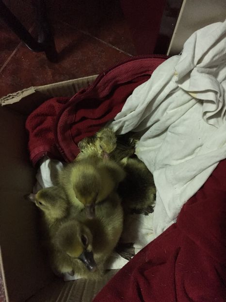 Holmogor+ toulouse industrial - gaste 2017