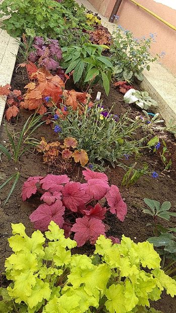 - 2017 heuchera heucherella brunnera