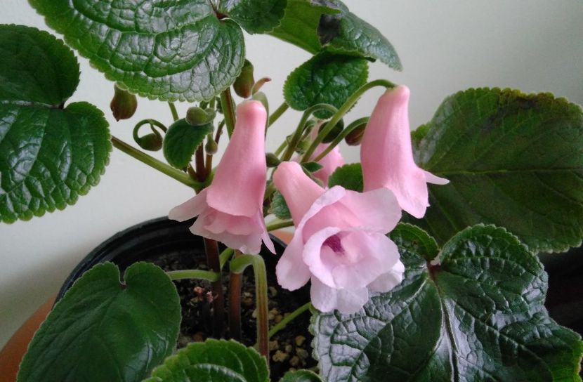  - Sinningia 2016 - 2017 - 2018