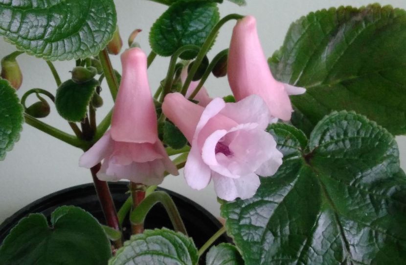  - Sinningia 2016 - 2017 - 2018