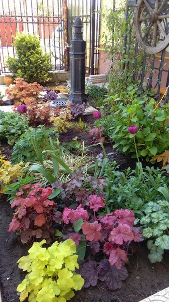 aprilie - 2017 heuchera heucherella brunnera