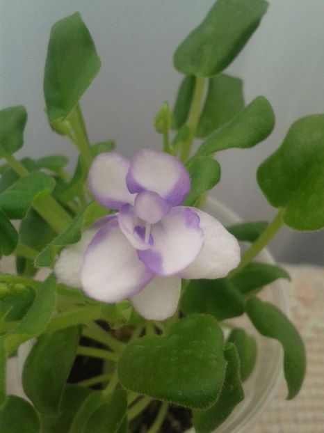 20 martie - Rob s Humpty Doo pui