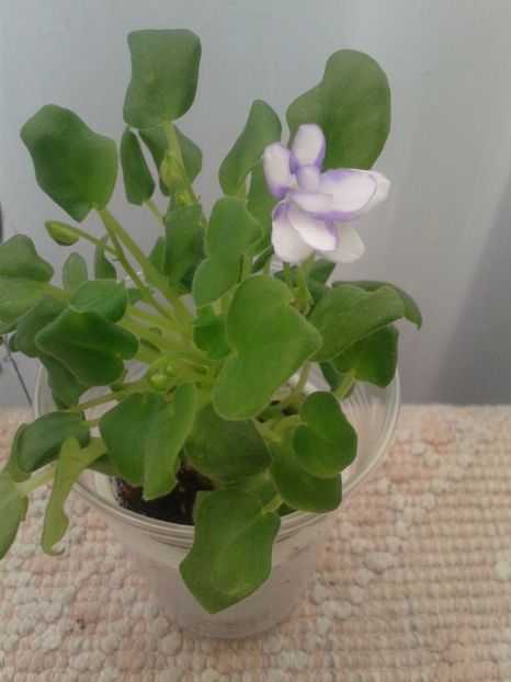 20 martie - Rob s Humpty Doo pui