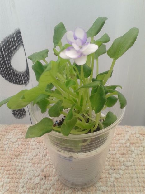 20 martie - Rob s Humpty Doo pui