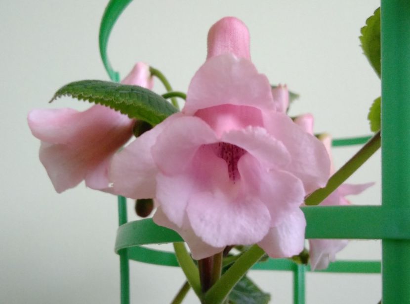 Amanda's Penny X Playful Purpoise - Sinningia 2016 - 2017 - 2018