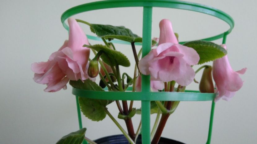  - Sinningia 2016 - 2017 - 2018