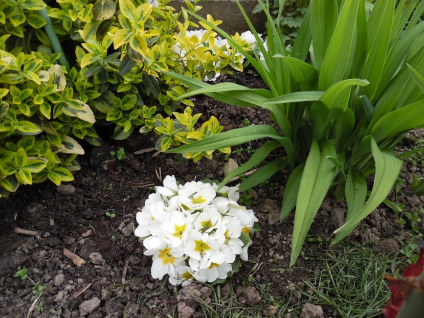  - 000 Aprilie in gradina