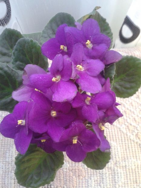 15 apr - AA VIOLETE de COLECTIE