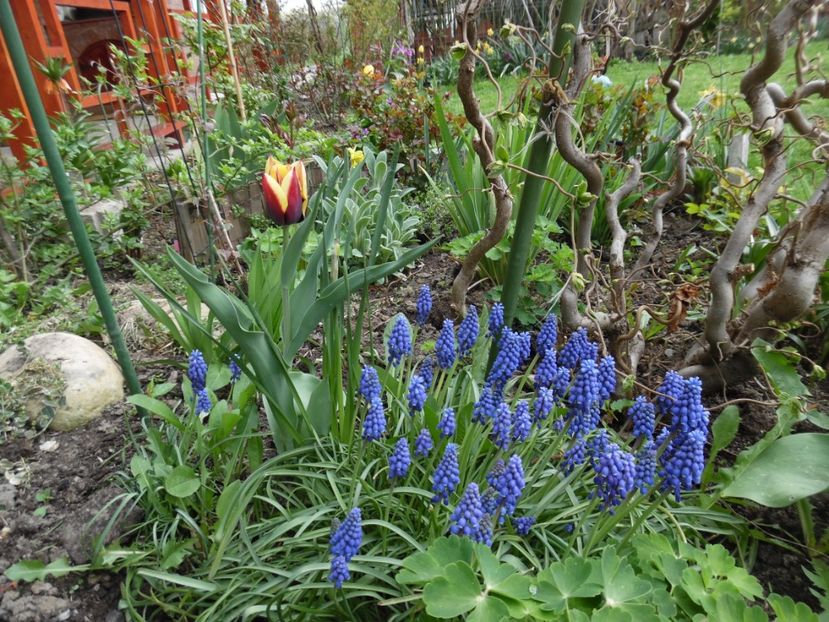  - 000 Aprilie in gradina