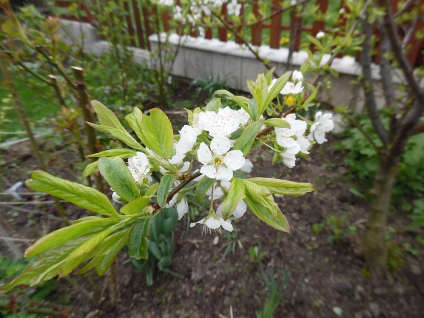  - 000 Aprilie in gradina