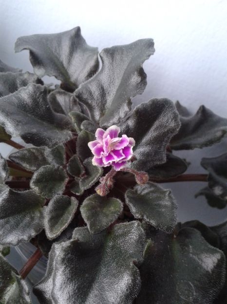 19 apr - ZZ Heritage Frolic