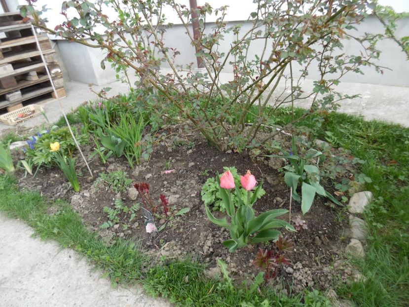  - 000 Aprilie in gradina