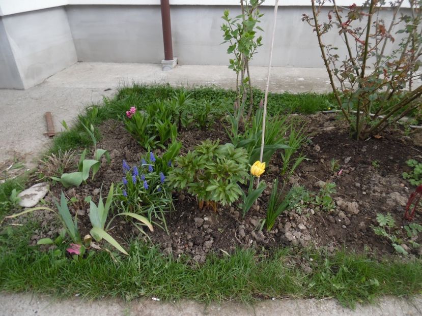  - 000 Aprilie in gradina