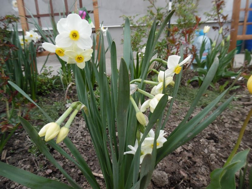  - 000 Aprilie in gradina