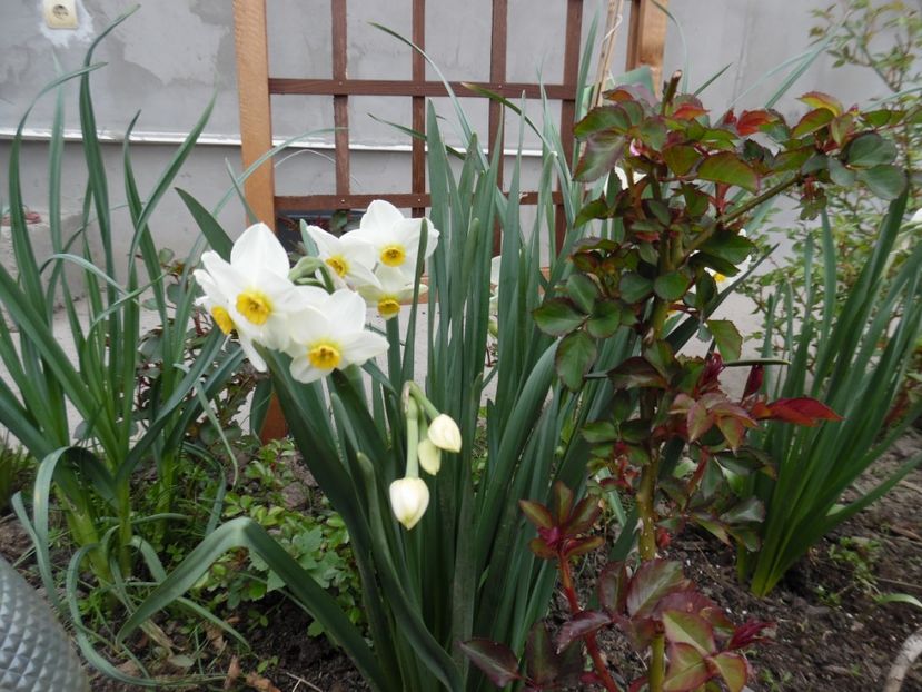  - 000 Aprilie in gradina