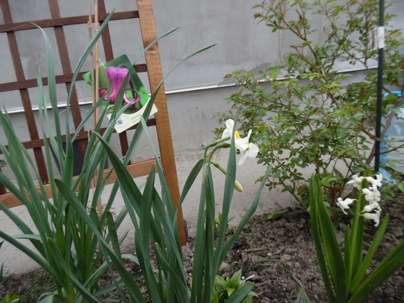  - 000 Aprilie in gradina