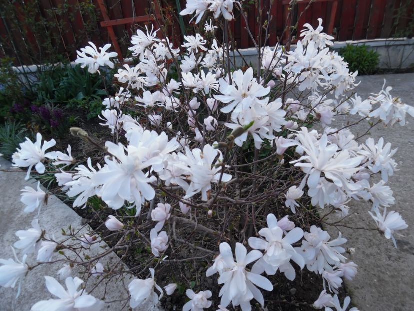  - 000 Aprilie in gradina